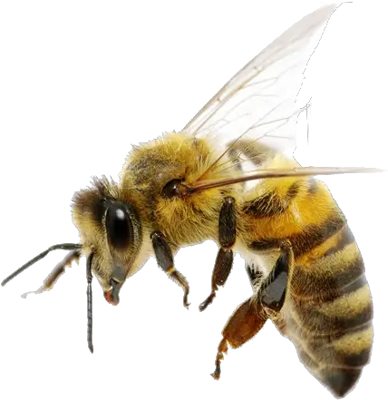 Bee Png Transparent Images Free Download Transparent Background Bee Png Bee Transparent Background