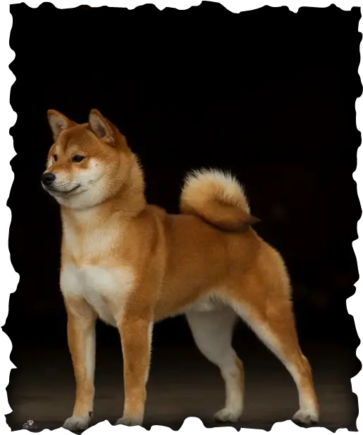 Rahima Shiba Inus And Lowchens Home Three Musketeers D Artagnan Png Shiba Inu Png