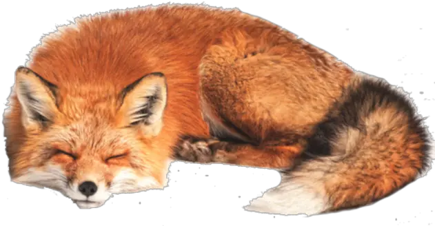 Tags Fox Png Free Png Images Starpng Sleeping Fox White Background Fox Cute Tumblr Icon