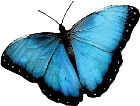 In Summeren Verano U2014 Blue Manatee Press Clear Background Blue Butterfly Transparent Png Manatee Icon