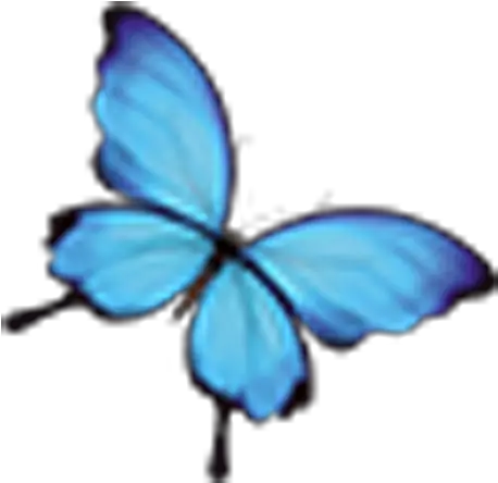 Monarch Butterfly Blue Insect Blue Butterfly Png Download Transparent Blue Butterfly Png Monarch Butterfly Png