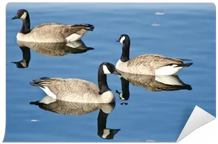 Swiimming Goose Png 1 Image Canada Goose Goose Png