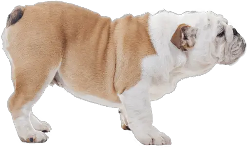 Bulldog Dog Breed Facts And Information Wag Dog Walking Toy Bulldog Png Bulldog Png