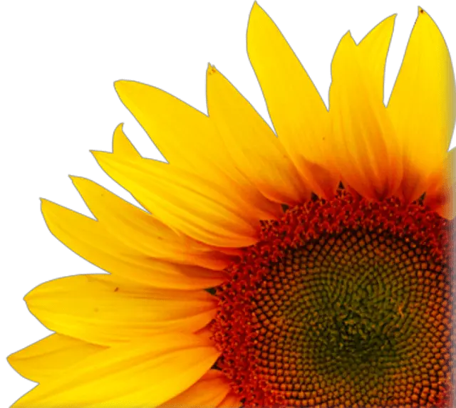 Png Background Creative Sunflower Transparent Png Sunflower Transparent Background