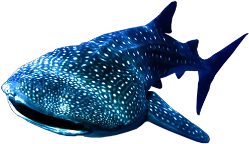 Whale Sharks Png 5 Image Wale Shark Png File Sharks Png