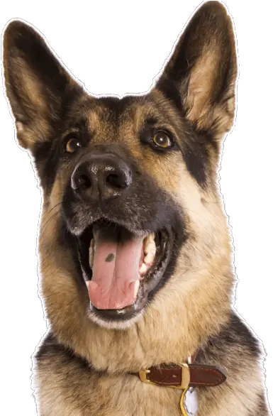 German Shepherd German Shepherd Png German Shepherd Png