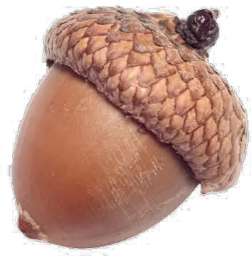 Acorn Png Image Background Transparent Acorn Png Acorn Transparent Background