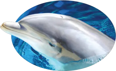 Cropped Siteiconpng Dolphin Industries Dolphin Dolphins Png