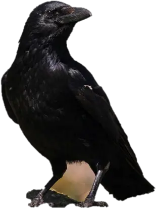Black Crow Simso Wildlife American Crow Png Crow Png