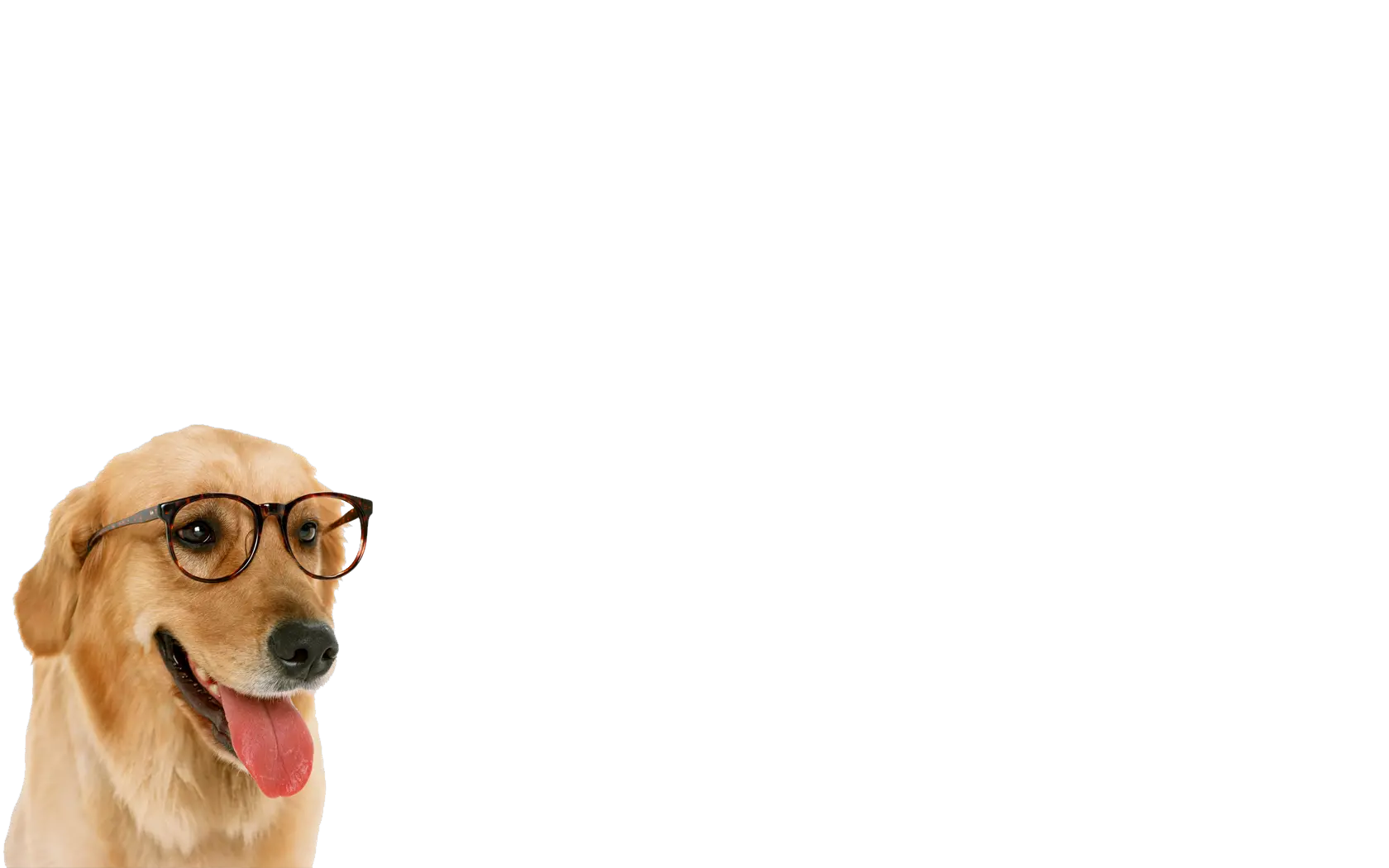 Funny Dog With Glass Png Cute Dog With Glasses Funny Dog Png