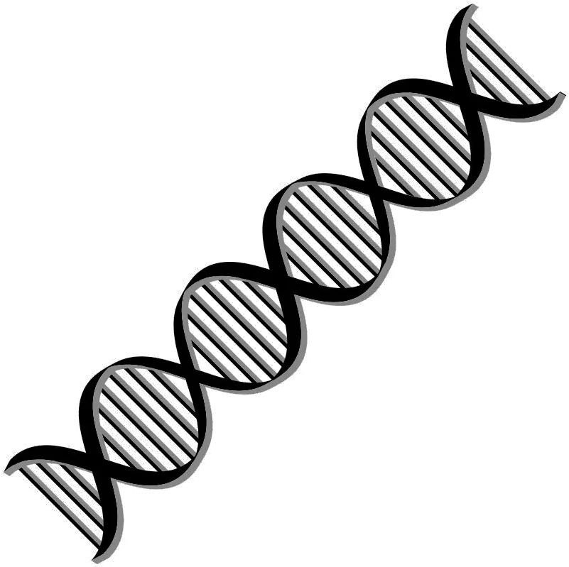 Download Free Png Dna Dlpngcom Double Helix Dna White Background Dna Png