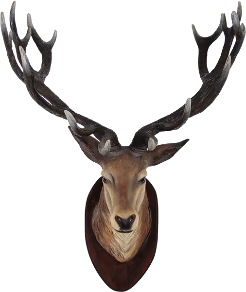 Deer Head Transparent Png Animals Head On Wall Animal Head Png