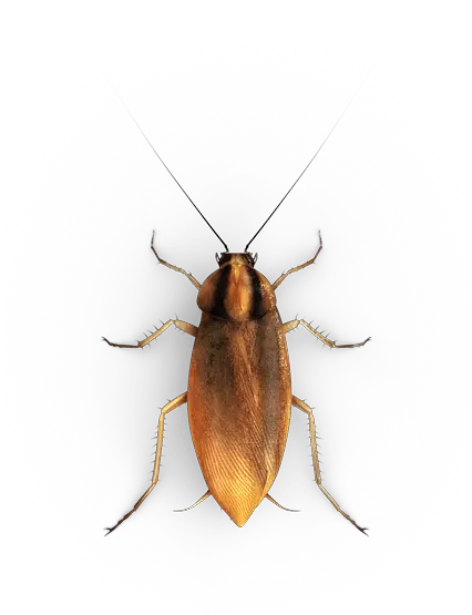 Roach Drawing Realistic Transparent U0026 Png Clipart Free Small Roach Cockroach Png