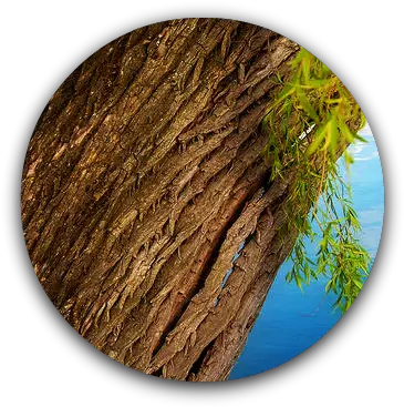 Willow Tree Bark Png Image Willow Tree Bark Tree Bark Png