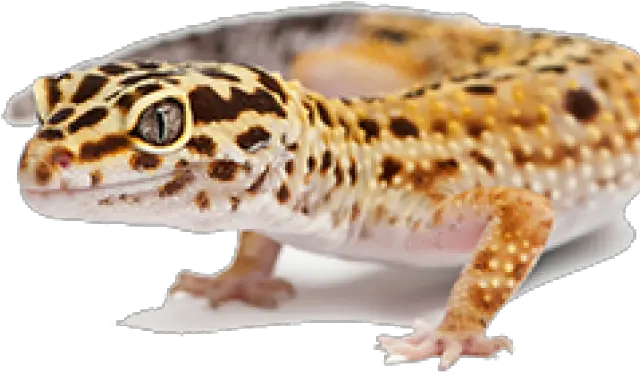 Leopard Gecko Clipart Transparent Leopard Gecko Png Leopard Gecko Png