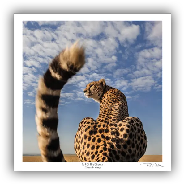 Tail Of The Cheetah Pokemon And Real Life Animals Png Cheetah Transparent