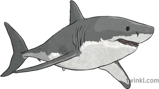 Great White Shark 2 Illustration Great White Shark Illustration Png Great White Shark Png