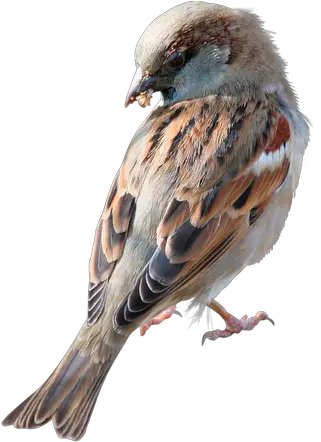 Sparrow Png Images Portable Network Graphics Sparrow Png