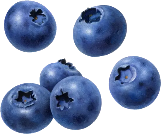 Blueberry Fruit Clipart Transparent Background Blueberry Png Berry Png