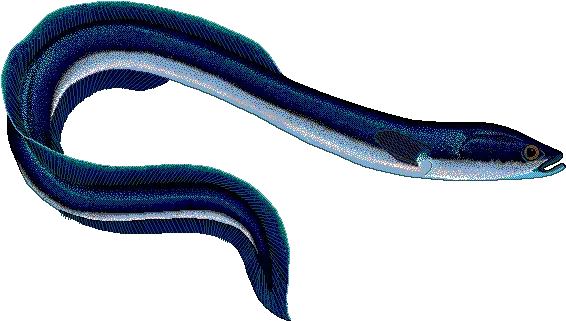 Download Eel Drawing Scientific Anguilla Anguilla Png Eel With No Background Eel Png