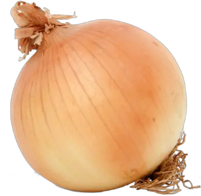 Onions Gifted By The Southern Katabatic Wind Mitagri Bawang Holland Png Onion Transparent