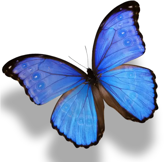 Download Butterfly Monarch Amathonte Menelaus Morpho Png Blue Butterfly Png Monarch Png
