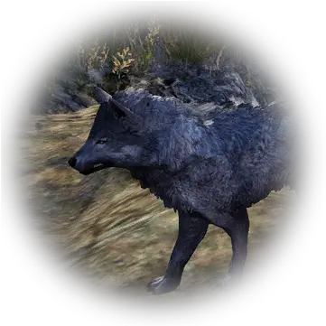 Bdo Gray Highland Wolf Bddatabasenetusnpc21768 Bdo Furry Wolf Locations Png Wolves Icon