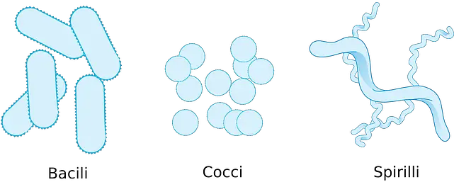 Bacterial Identification 8 Methods U0026 Tests In Microbiology Class 4 Project Teeth And Microbes Png Bacteria Transparent