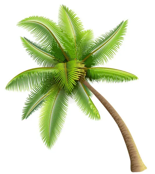 Low Poly Palm Tree Png