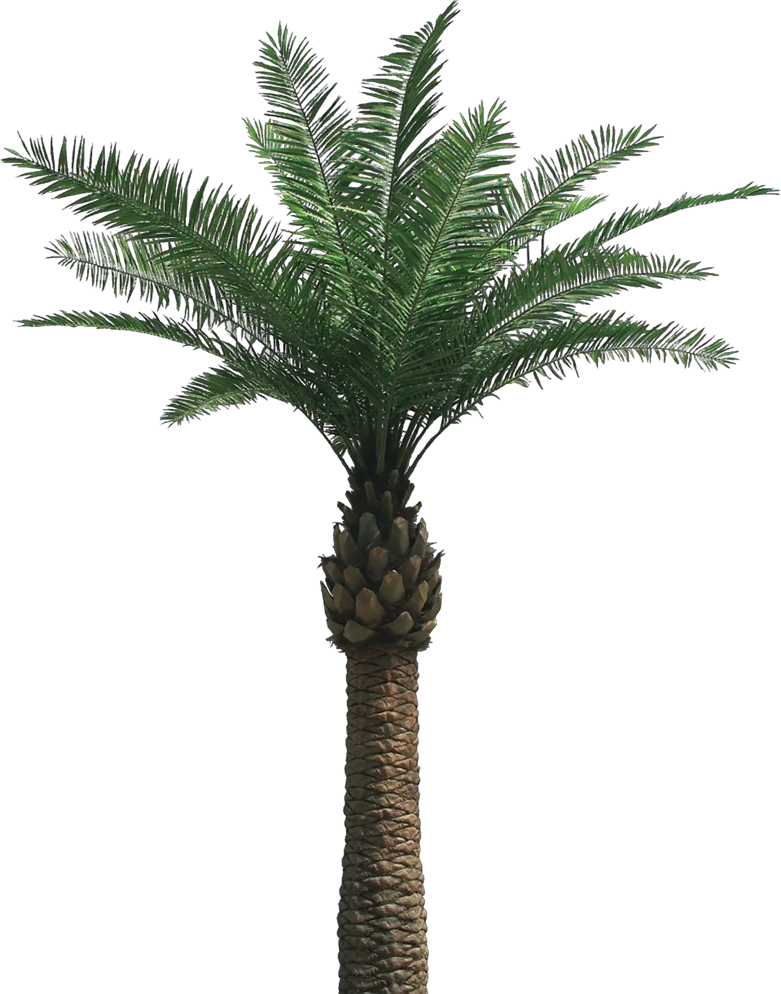 Logo Png Palm Tree