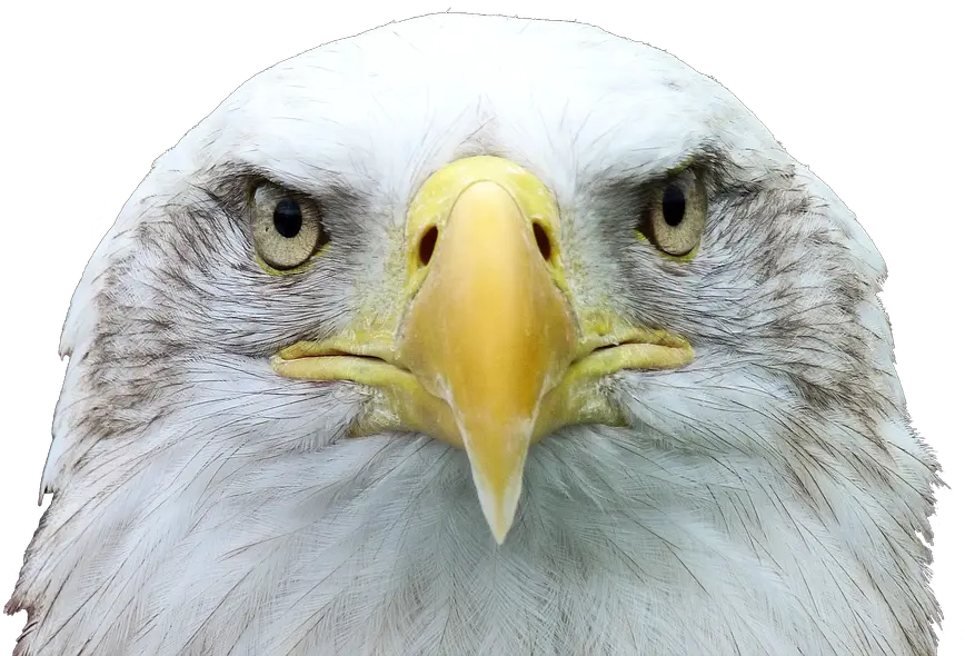 Adler White Tailed Eagle Bald 3d Printer Eagle Beak Png Bald Eagle Head Png