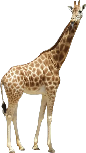 Giraffe Psd Official Psds Giraffe With No Background Png Giraffe Transparent