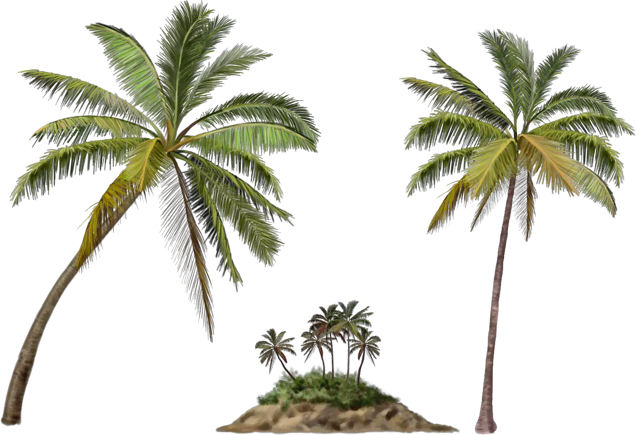 Landscaping Palm Tree Transparent Png