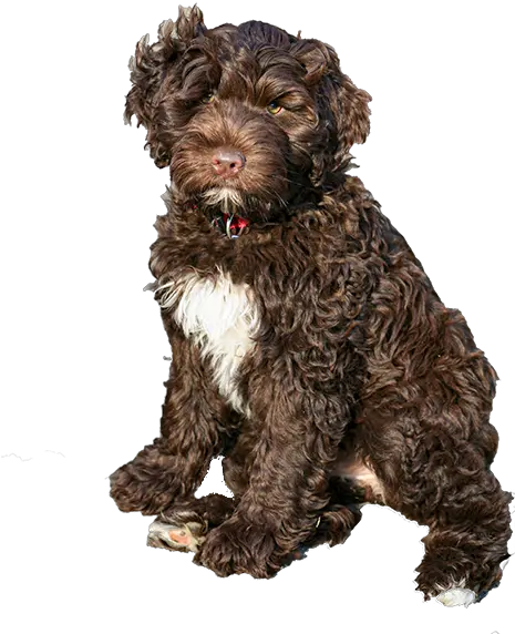 Pwd Foundation Inc Brown Portuguese Water Dog Png Dogs Transparent