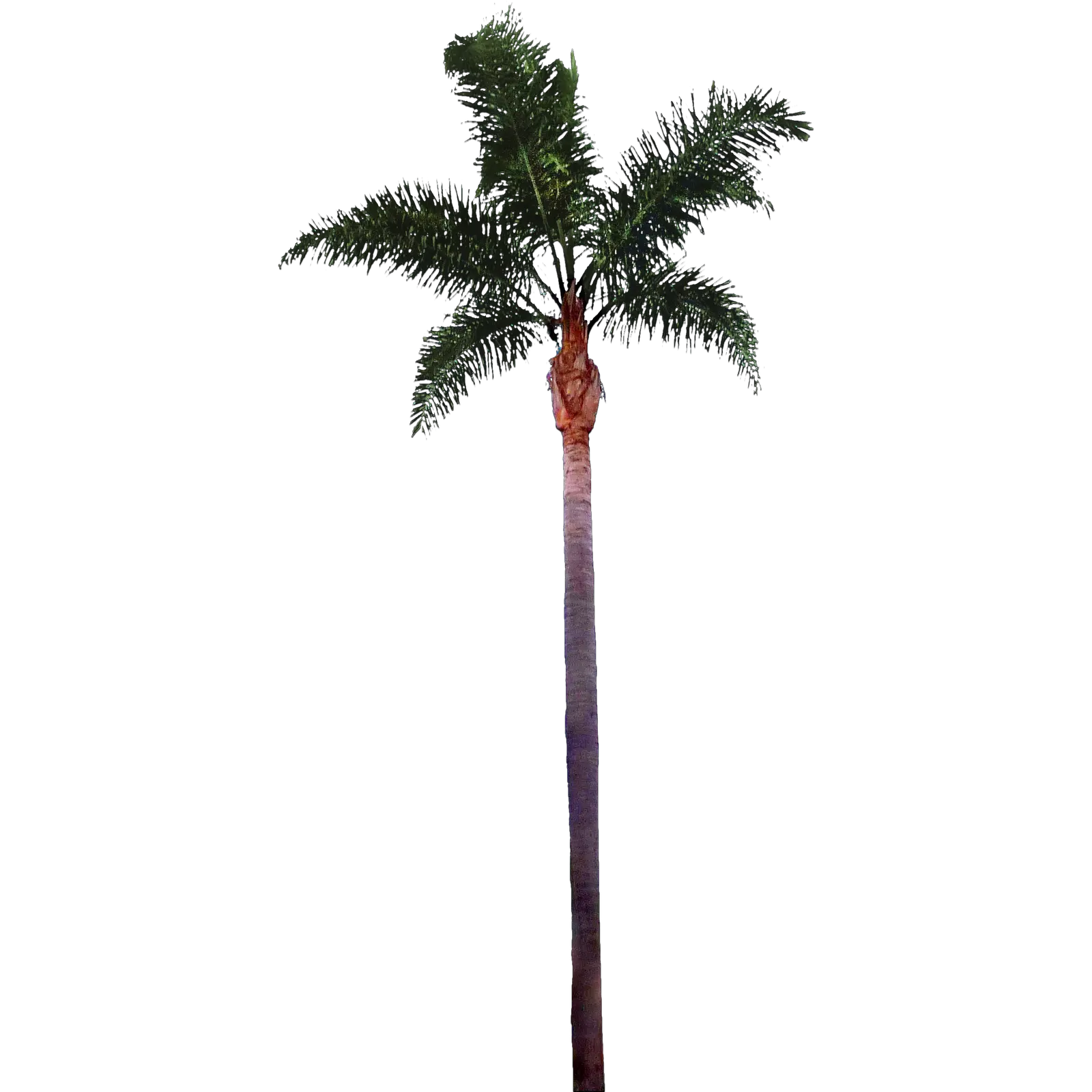 In N Out Palm Tree Icon Png