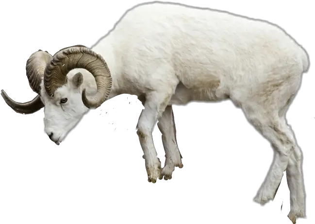 Download Report Abuse Sheep Png Image With No Background Ram Animal Transparent Background Sheep Transparent Background