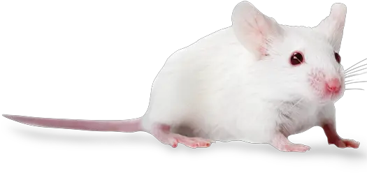 Nodscid Mice Nodcb17 Prkdcscidncrhsd Mutant Mice Nod Scid Mice Png Mouse Rodent Icon