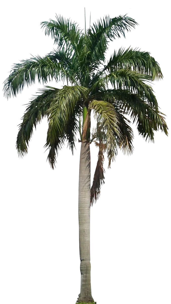 In N Out Palm Trees Png