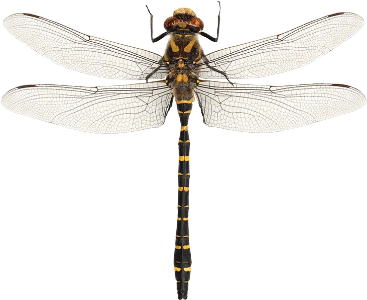 Whatu0027s Ringed Dragonfly More Than A Dodo Golden Ringed Dragonfly Illustration Png Dragonfly Transparent Background