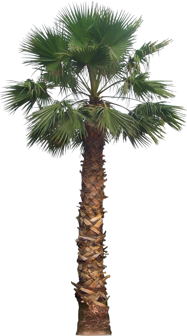 High Definition Cute Palm Tree Png Files