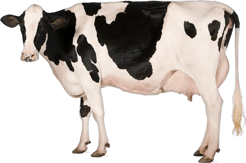 Holstein Cow Png Hd Transparent Hdpng Images Cow Png Cow Transparent Background