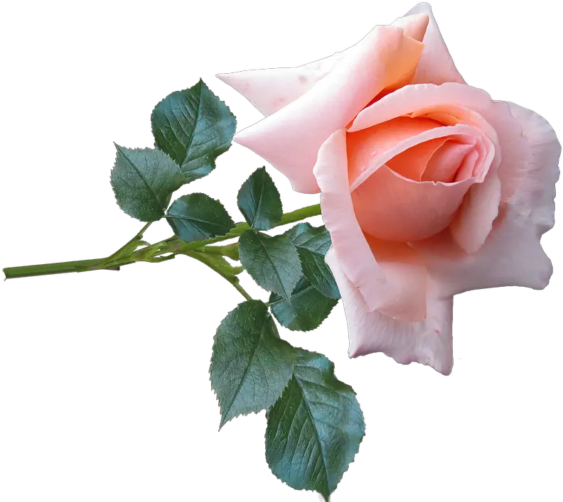 Download Rose Flower Stem Garden Nature Rose Of Nature Rose In Nature Png Flower Stem Png