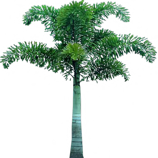 Free Png Palm Tree