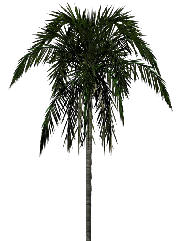 Free Palm Tree Icon Png