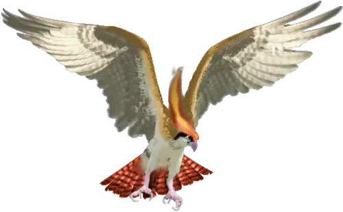 Real Pidgeot By Cyndermizuki Bird Of Prey Wings 600x458 Osprey Bird Png Bird Wings Png