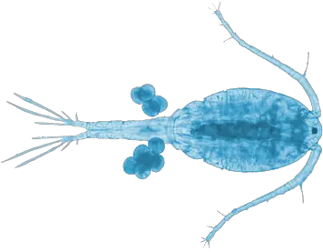 Wildlife Fact Sheets Copepod Ocean Conservancy Copepod Transparent Png Plankton Png