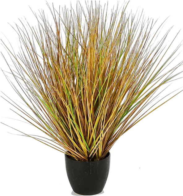 Grass Fountain Flowerpot Png Fountain Grass Png