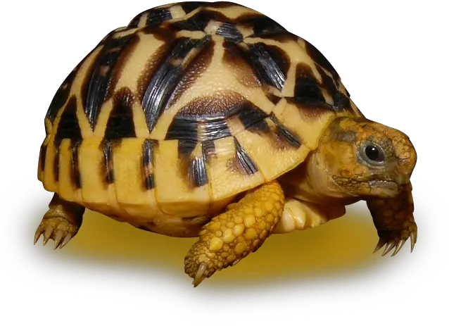 Download Sri Lanken Star Tortoise Sri Lankan Star Tortoise Tortoise In Sri Lanka Png Tortoise Png