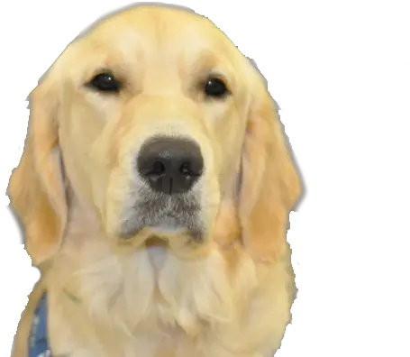 Golden Head No Background Ksds Assistance Dogs Inc Dog Head Transparent Background Png Puppy Transparent Background