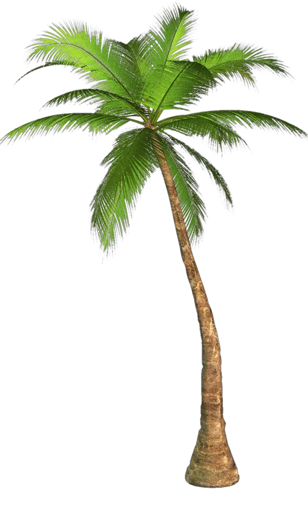 Ed Palm Tree Png